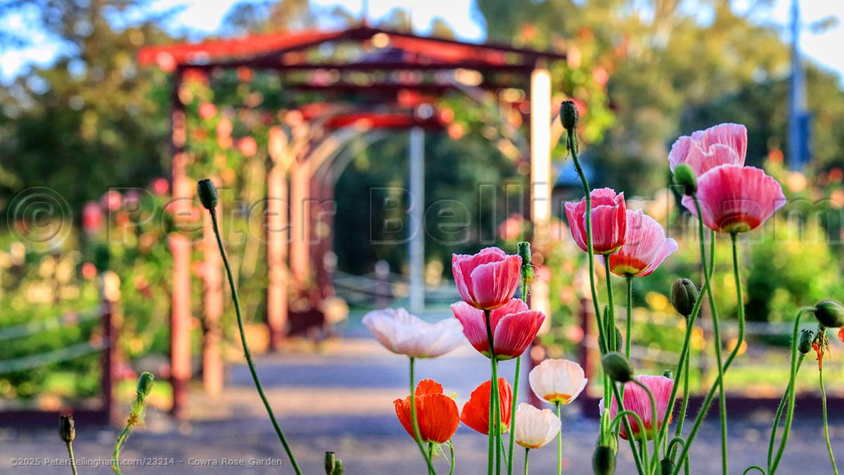 Peter Bellingham Photography Cowra Rose Garden